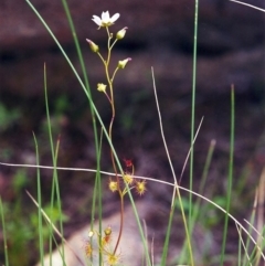 Drosera auriculata (Tall Sundew) at Conder, ACT - 26 Oct 2000 by MichaelBedingfield