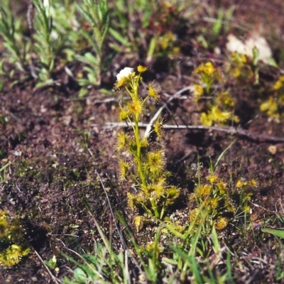 Drosera gunniana (Pale Sundew) at Conder, ACT - 5 Oct 2000 by MichaelBedingfield