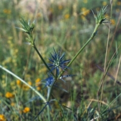 Eryngium ovinum (Blue Devil) at Bonython, ACT - 27 Nov 2007 by michaelb