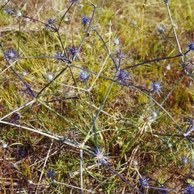 Eryngium ovinum (Blue Devil) at Tuggeranong Hill - 1 Jan 2000 by michaelb