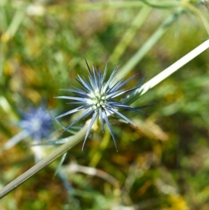 Eryngium ovinum at Conder, ACT - 30 Nov 1999