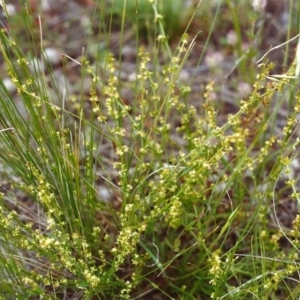 Galium gaudichaudii subsp. gaudichaudii at Conder, ACT - 16 Nov 1999