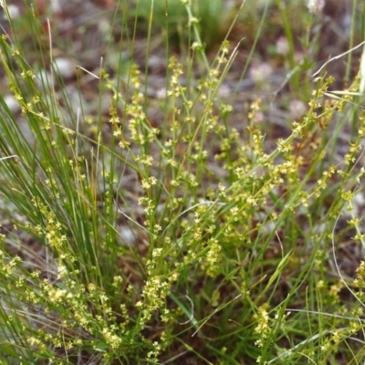 Galium gaudichaudii subsp. gaudichaudii (Rough Bedstraw) at Conder, ACT - 16 Nov 1999 by MichaelBedingfield