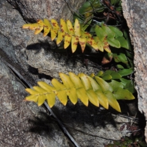 Pellaea calidirupium at Tennent, ACT - 31 Aug 2014 07:10 PM