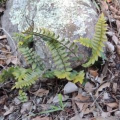 Pellaea calidirupium (Hot Rock Fern) at Conder, ACT - 30 Aug 2014 by MichaelBedingfield