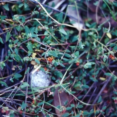 Einadia nutans subsp. nutans (Climbing Saltbush) at Conder, ACT - 15 Apr 2000 by michaelb