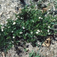 Geranium retrorsum (Grassland Cranesbill) at Conder, ACT - 23 Jan 2007 by MichaelBedingfield