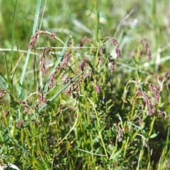 Gonocarpus tetragynus (Common Raspwort) at Conder, ACT - 22 Oct 1999 by MichaelBedingfield