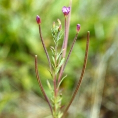 Epilobium billardiereanum subsp. cinereum (Hairy Willow Herb) at Tuggeranong Hill - 6 Dec 1999 by michaelb