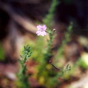 Epilobium billardiereanum subsp. cinereum at Conder, ACT - 7 Dec 1999 12:00 AM