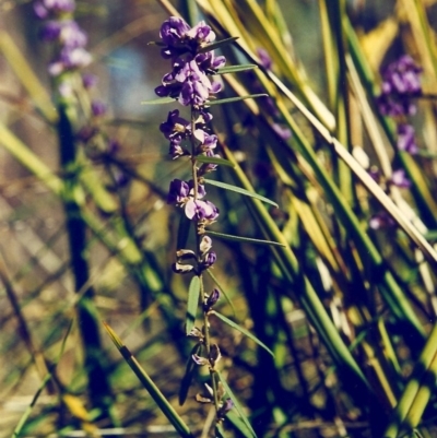 Hovea heterophylla (Common Hovea) at Theodore, ACT - 11 Aug 2000 by MichaelBedingfield