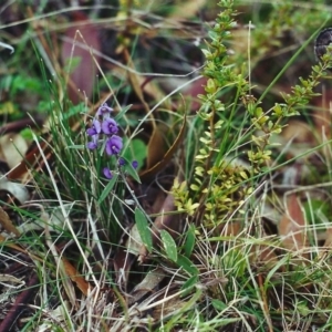 Hovea heterophylla at Conder, ACT - 31 Aug 2000 12:00 AM