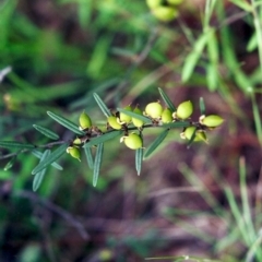 Hovea heterophylla (Common Hovea) at Tuggeranong Hill - 19 Oct 2000 by michaelb