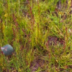 Haloragis heterophylla (Variable Raspwort) at Tuggeranong Hill - 25 Nov 1999 by michaelb