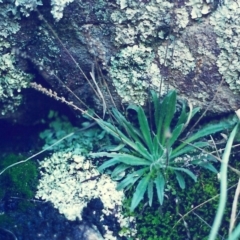 Plantago hispida (Hairy Plantain) at Conder, ACT - 23 Jul 2000 by MichaelBedingfield