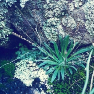 Plantago hispida at Conder, ACT - 23 Jul 2000