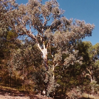 Eucalyptus polyanthemos (Red Box) at Conder, ACT - 24 Mar 2000 by michaelb