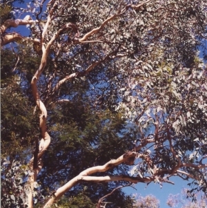 Eucalyptus polyanthemos at Tuggeranong Hill - 24 Mar 2000 12:00 AM