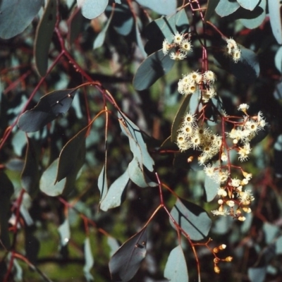 Eucalyptus polyanthemos (Red Box) at Conder, ACT - 15 Sep 2006 by michaelb