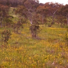 Bulbine bulbosa (Golden Lily, Bulbine Lily) at Conder, ACT - 2 Nov 1998 by MichaelBedingfield