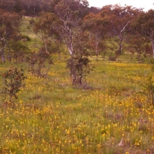 Bulbine bulbosa at Conder, ACT - 2 Nov 1998