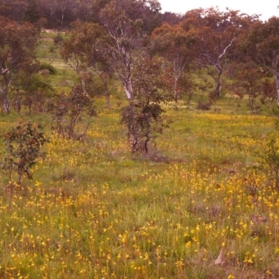 Bulbine bulbosa (Golden Lily) at Tuggeranong Hill - 1 Nov 1998 by michaelb