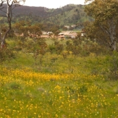 Bulbine bulbosa (Golden Lily) at Tuggeranong Hill - 1 Nov 1998 by michaelb