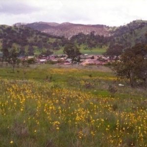 Bulbine bulbosa at Conder, ACT - 2 Nov 1998