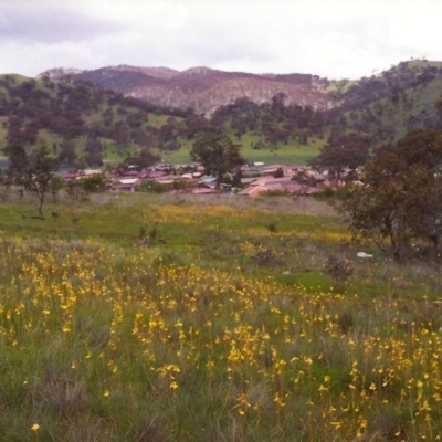 Bulbine bulbosa (Golden Lily, Bulbine Lily) at Conder, ACT - 2 Nov 1998 by MichaelBedingfield