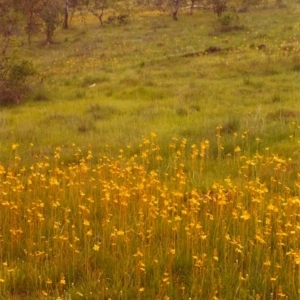 Bulbine bulbosa at Conder, ACT - 2 Nov 1998 12:00 AM