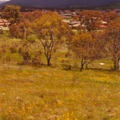 Bulbine bulbosa (Golden Lily) at Conder, ACT - 1 Nov 1998 by michaelb