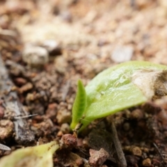 Ophioglossum lusitanicum (Adder's Tongue) at Hackett, ACT - 5 Sep 2014 by AaronClausen