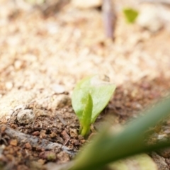 Ophioglossum lusitanicum at Hackett, ACT - 5 Sep 2014