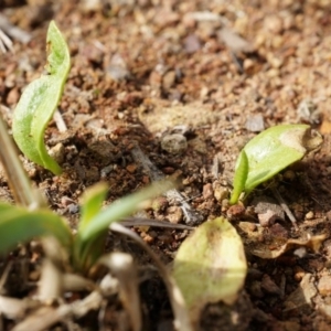 Ophioglossum lusitanicum at Hackett, ACT - 5 Sep 2014