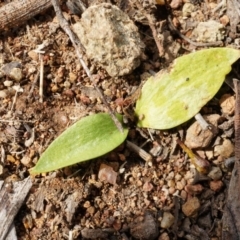 Ophioglossum lusitanicum at Hackett, ACT - 5 Sep 2014