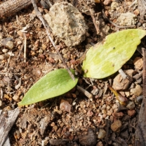 Ophioglossum lusitanicum subsp. coriaceum at Hackett, ACT - 5 Sep 2014