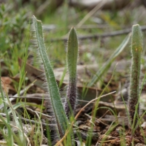 Caladenia actensis at suppressed - 5 Sep 2014