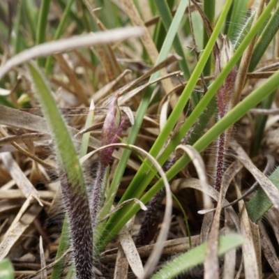 Caladenia actensis (Canberra Spider Orchid) by AaronClausen