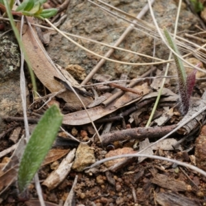 Caladenia actensis at suppressed - 5 Sep 2014