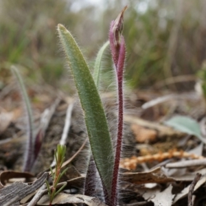 Caladenia actensis at suppressed - 5 Sep 2014