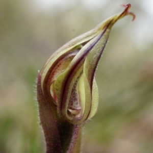 Caladenia actensis at suppressed - 5 Sep 2014