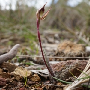 Caladenia actensis at suppressed - suppressed