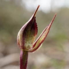 Caladenia actensis at suppressed - suppressed