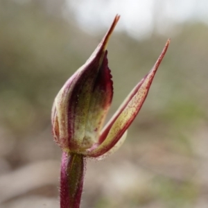 Caladenia actensis at suppressed - suppressed