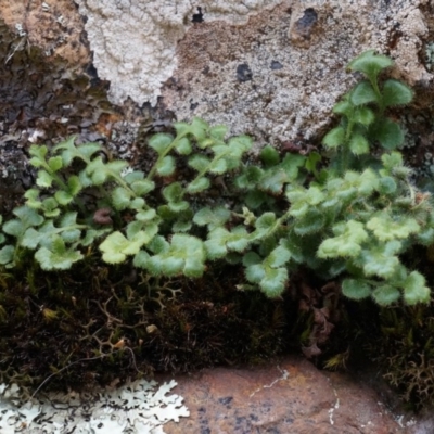 Pleurosorus rutifolius (Blanket Fern) at Mount Majura - 5 Sep 2014 by AaronClausen