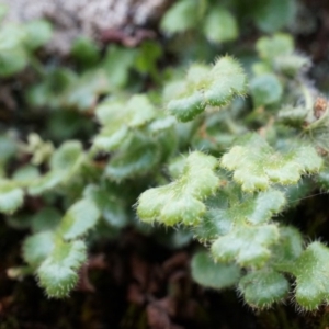 Asplenium subglandulosum at Hackett, ACT - 5 Sep 2014