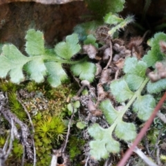 Pleurosorus rutifolius (Blanket Fern) at P11 - 5 Sep 2014 by AaronClausen