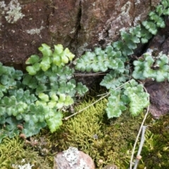 Asplenium subglandulosum (Blanket Fern) at Canberra Central, ACT - 5 Sep 2014 by AaronClausen