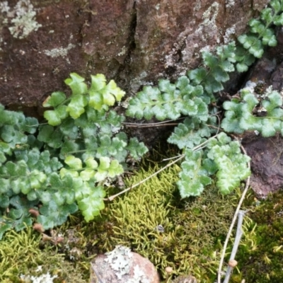 Pleurosorus rutifolius (Blanket Fern) at P11 - 5 Sep 2014 by AaronClausen