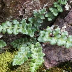 Asplenium subglandulosum at Canberra Central, ACT - 5 Sep 2014 11:18 AM